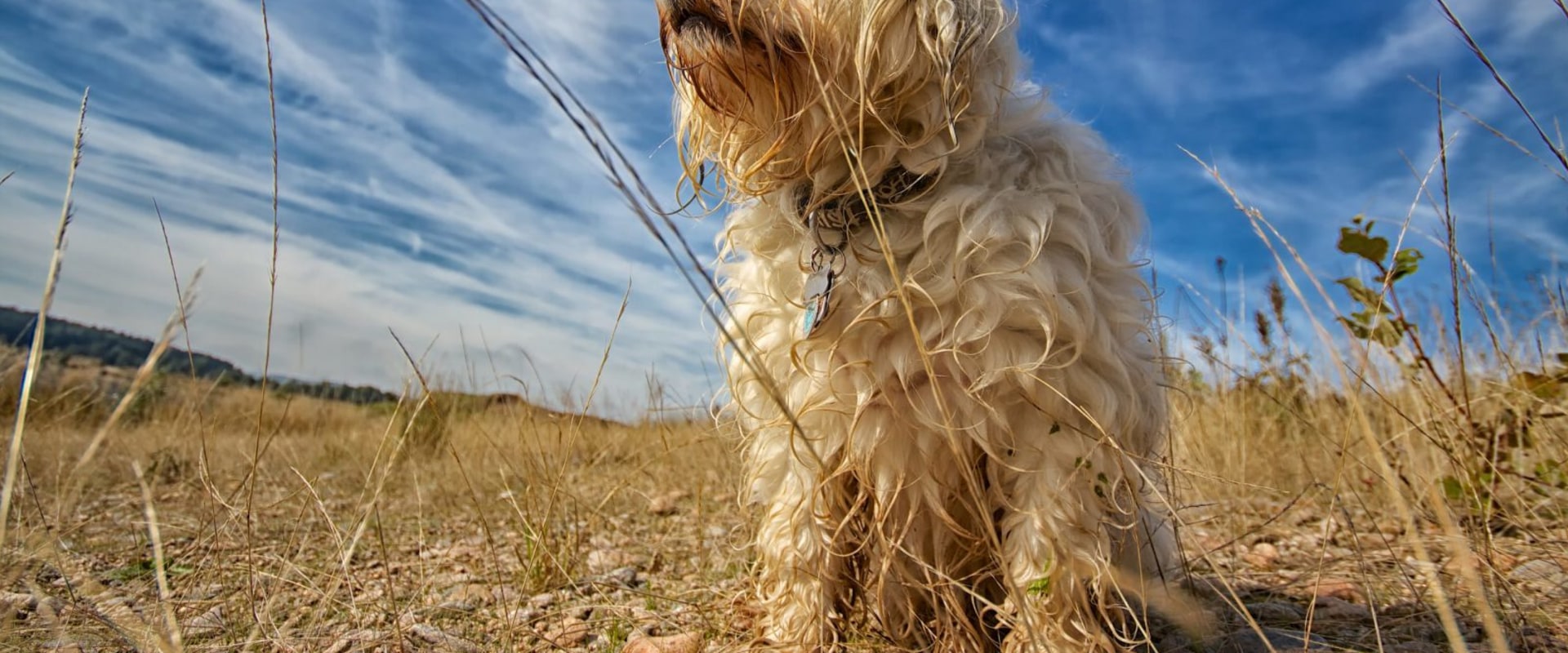 Can Pets Contribute to Dirty Vents in Boca Raton, FL?