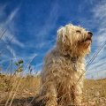 Can Pets Contribute to Dirty Vents in Boca Raton, FL?