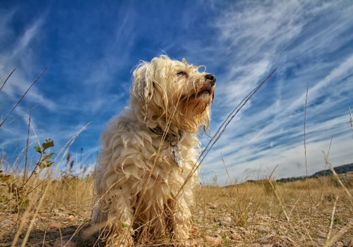 Can Pets Contribute to Dirty Vents in Boca Raton, FL?